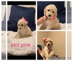 Small Photo #2 Labradoodle Puppy For Sale in SALIDA, CA, USA
