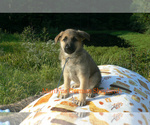 Small Photo #1 German Shepherd Dog Puppy For Sale in PIEDMONT, MO, USA