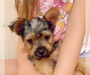 Yorkshire Terrier Puppy for sale in PALMETTO, FL, USA