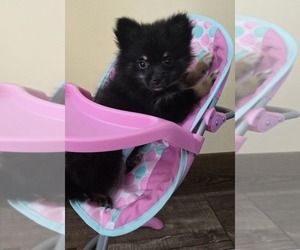 Pomeranian Puppy for Sale in ORRVILLE, Ohio USA