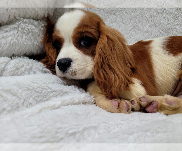 Medium Photo #5 Cavalier King Charles Spaniel Puppy For Sale in Lincolnwood, IL, USA