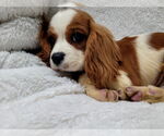 Small #4 Cavalier King Charles Spaniel