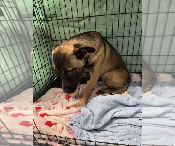 Medium Photo #3 Mutt Puppy For Sale in Imlay City, MI, USA