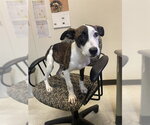 A220746 - Female Plott Hound-Unknown Mix Dog for Adoption - Small photo