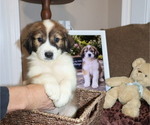 Small Photo #27 Australian Shepherd Puppy For Sale in LEXINGTON, SC, USA