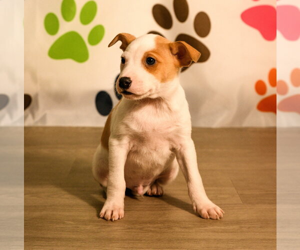 Medium Photo #6 Mutt Puppy For Sale in Brooklyn Center, MN, USA