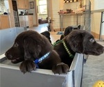 Small #1 Flat Coated Retriever