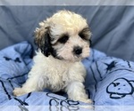 Small Photo #22 Zuchon Puppy For Sale in RENO, NV, USA