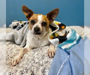 Chihuahua Dogs for adoption in Salinas, CA, USA