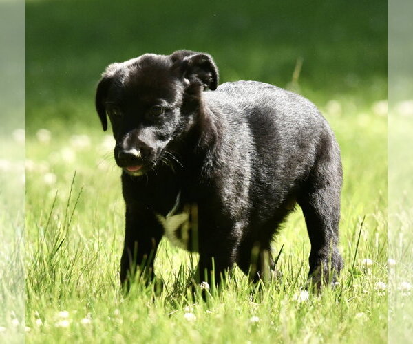 Medium Photo #6 Shepradors Puppy For Sale in Mechanicsburg, PA, USA
