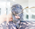 Small Photo #14 French Bulldog Puppy For Sale in ARLINGTON, WA, USA