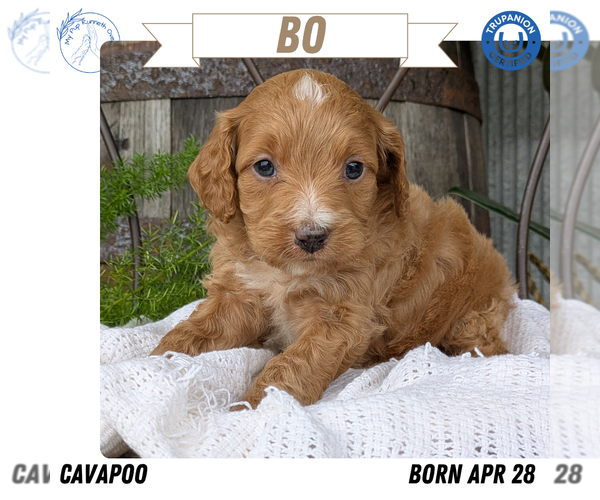 Medium Photo #72 Cavapoo Puppy For Sale in GOSHEN, IN, USA