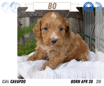 Small Photo #72 Cavapoo Puppy For Sale in GOSHEN, IN, USA