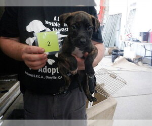 Mutt Dogs for adoption in Oroville, CA, USA