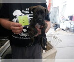 Small Mutt