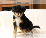 Small #2 Bearded Collie-Bernese Mountain Dog Mix