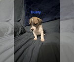 Small Jack Russell Terrier Mix