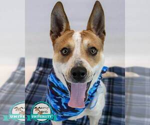 Mutt Dogs for adoption in Kennesaw, GA, USA