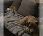 Small #1 Labrador Retriever Mix