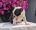Small #4 Faux Frenchbo Bulldog