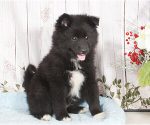 Pomsky Puppy for sale in PENNS CREEK, PA, USA