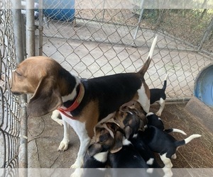 Mother of the Beagle puppies born on 05/15/2022