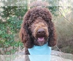 Small Photo #1 Bernedoodle Puppy For Sale in ROCKY MOUNT, NC, USA