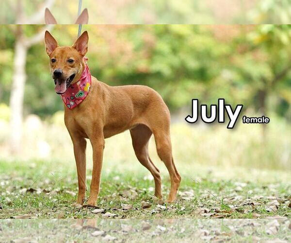 Medium Photo #4 Mutt Puppy For Sale in Seattle, WA, USA