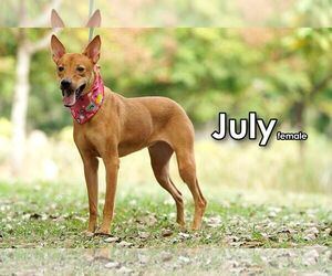July from Taiwan - Female Mutt Dog for Adoption - Photo #4