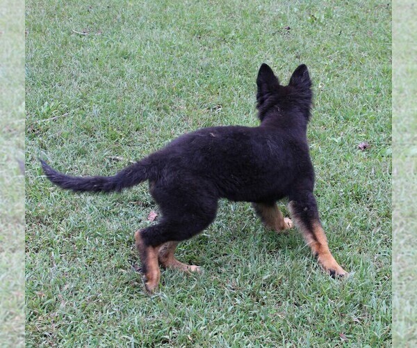 Medium Photo #5 German Shepherd Dog Puppy For Sale in WARRENTON, NC, USA
