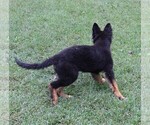 Small #4 German Shepherd Dog