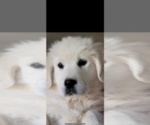 Small Photo #6 English Cream Golden Retriever Puppy For Sale in CONCHO, AZ, USA