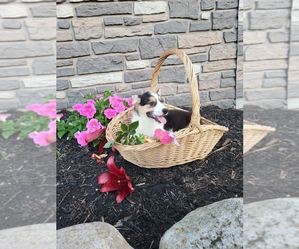 Medium Photo #2 Pembroke Welsh Corgi Puppy For Sale in PORT BYRON, NY, USA