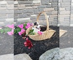 Small #1 Pembroke Welsh Corgi