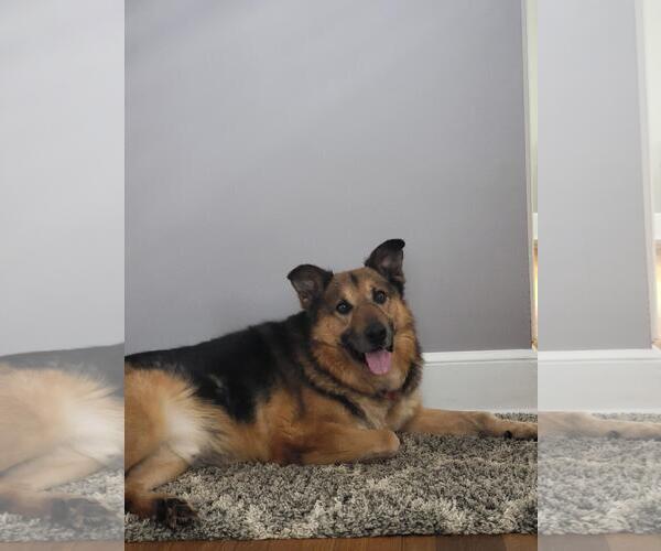 Medium Photo #2 Mutt Puppy For Sale in Hillsboro, NH, USA