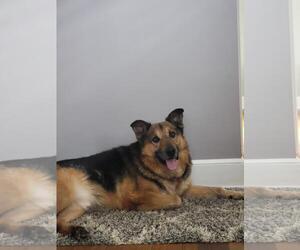 Lazlo-Courtesy post - Male Mutt Dog for Adoption - Photo #2