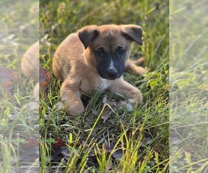 Australian Cattle Dog-German Shepherd Dog Mix Dogs for adoption in EDWARDS, MO, USA