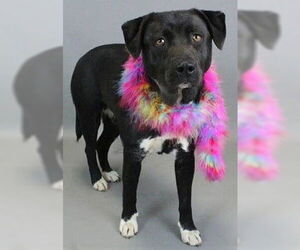 Labrador Retriever-Unknown Mix Dogs for adoption in Mt. Laurel, NJ, USA