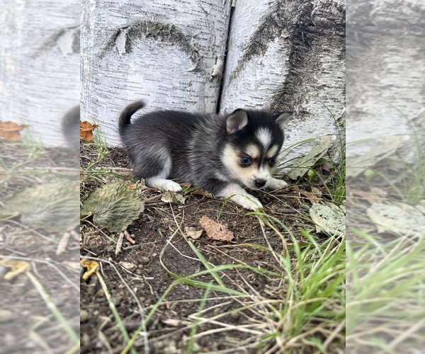 Medium Photo #8 Alaskan Klee Kai-Pomsky Mix Puppy For Sale in STAPLES, MN, USA