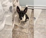 Small #8 Huskies -Labrador Retriever Mix