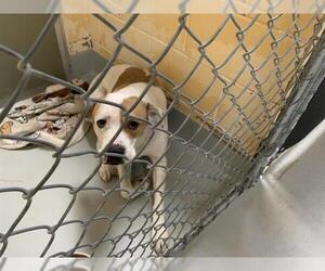 Mutt Dogs for adoption in Tulsa, OK, USA