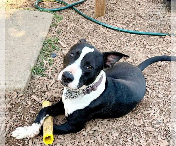 Medium Photo #1 American Staffordshire Terrier-Unknown Mix Puppy For Sale in San Juan Capistrano, CA, USA