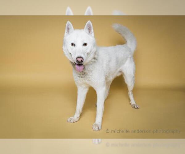 Medium Photo #3 German Shepherd Dog-Siberian Husky Mix Puppy For Sale in Corona, CA, USA