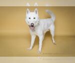 Small #2 German Shepherd Dog-Siberian Husky Mix