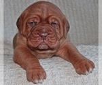 Small Photo #8 Dogue de Bordeaux Puppy For Sale in ANDOVER, CT, USA