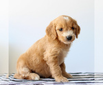Small #3 Goldendoodle