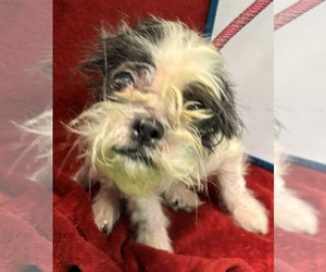Shih Tzu-Unknown Mix Dogs for adoption in Rustburg, VA, USA