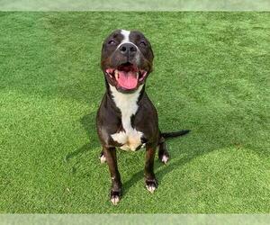 Mutt Dogs for adoption in Orange, CA, USA