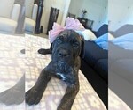 Small Photo #24 Cane Corso Puppy For Sale in DOWNEY, CA, USA