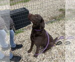 Small #6 Labrador Retriever